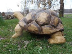 schildkroete2-Mittel